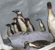 diorama-oiseaux-naturalises-c-musees-de-saint-omer.jpg