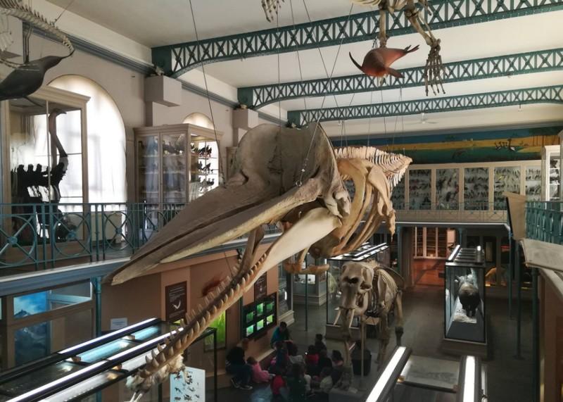 musée de histoire naturelle
